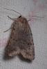 Caradrina sp.